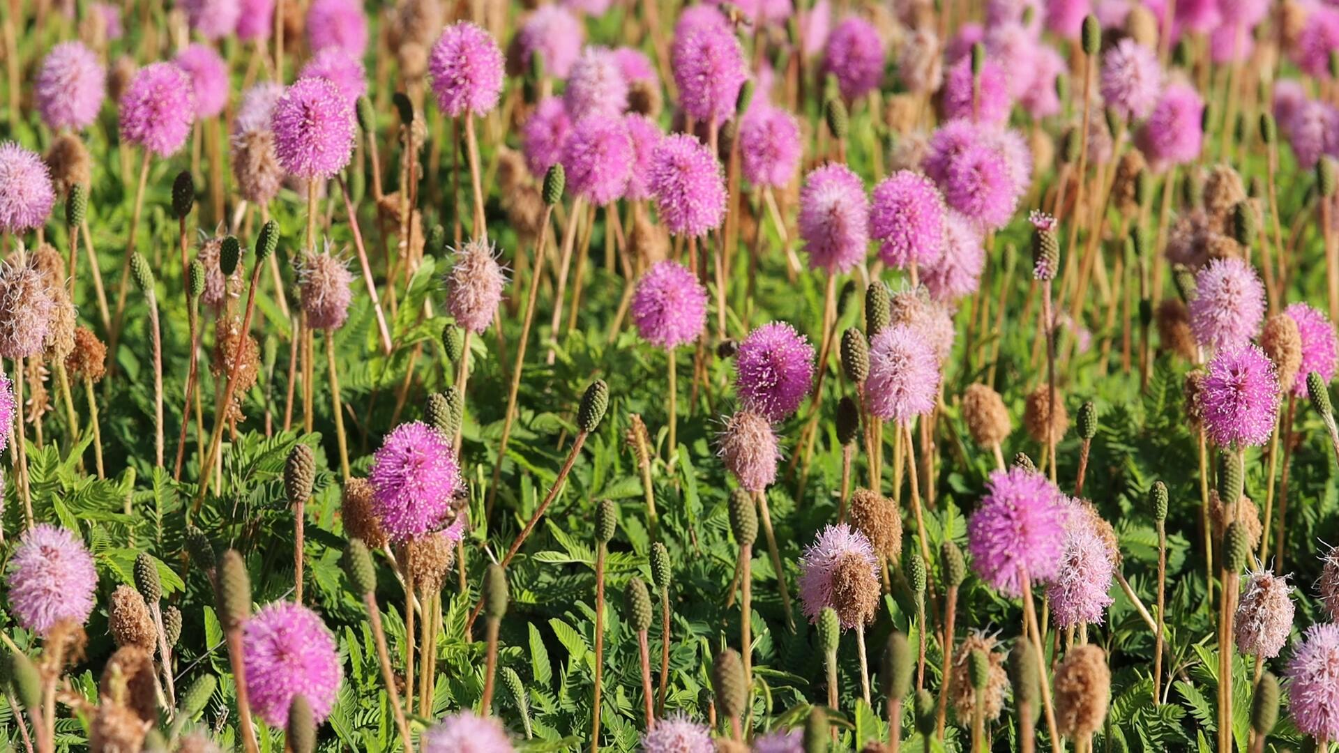 Living Lawn